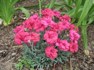 Goździk siny ‘Frosty fire’ (Dianthus gratianopolitanus)